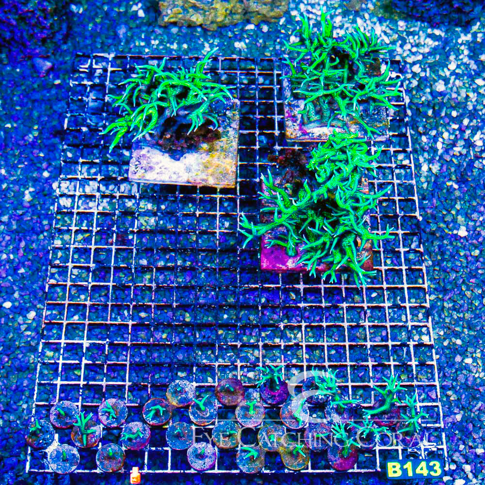 ECC Ponape Birdsnest Frag