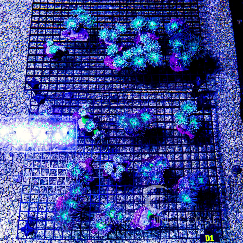 Branching Duncan Mini Colony (3-4 Polyps)