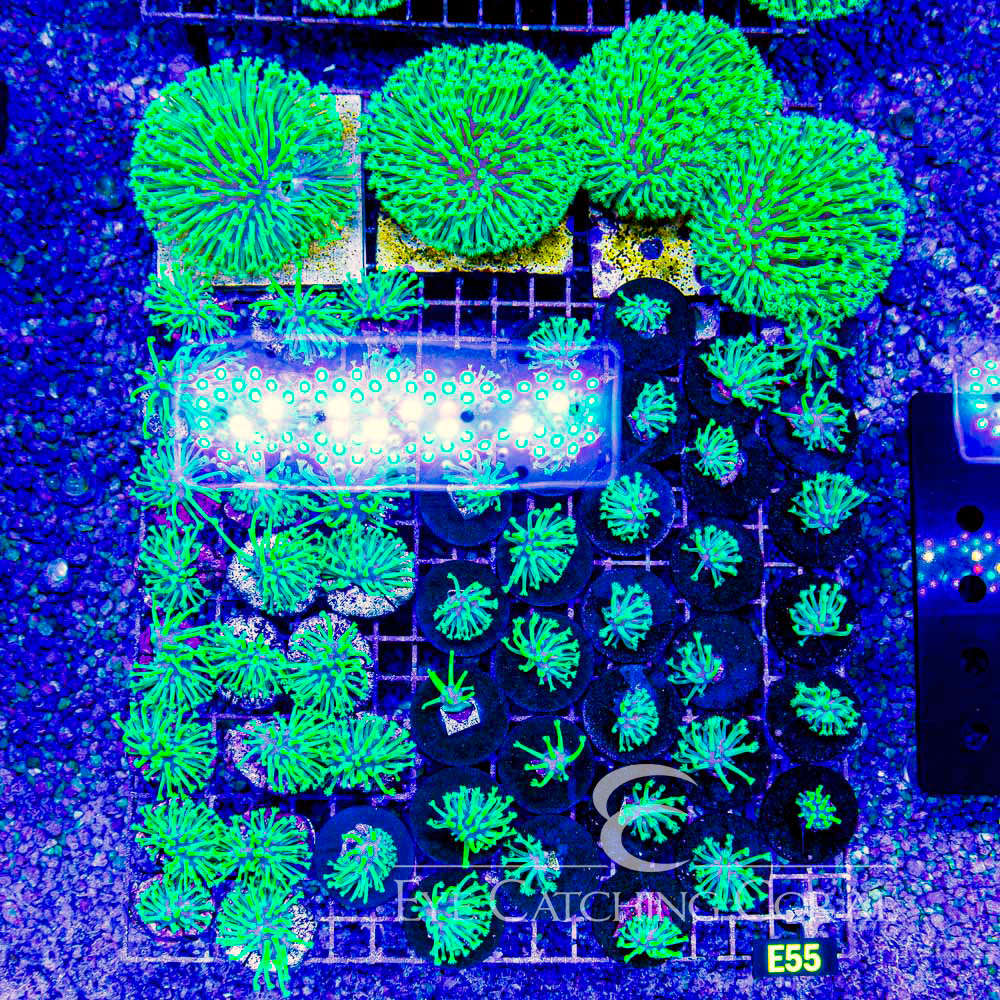 ECC Iced Willow Toadstool Frag