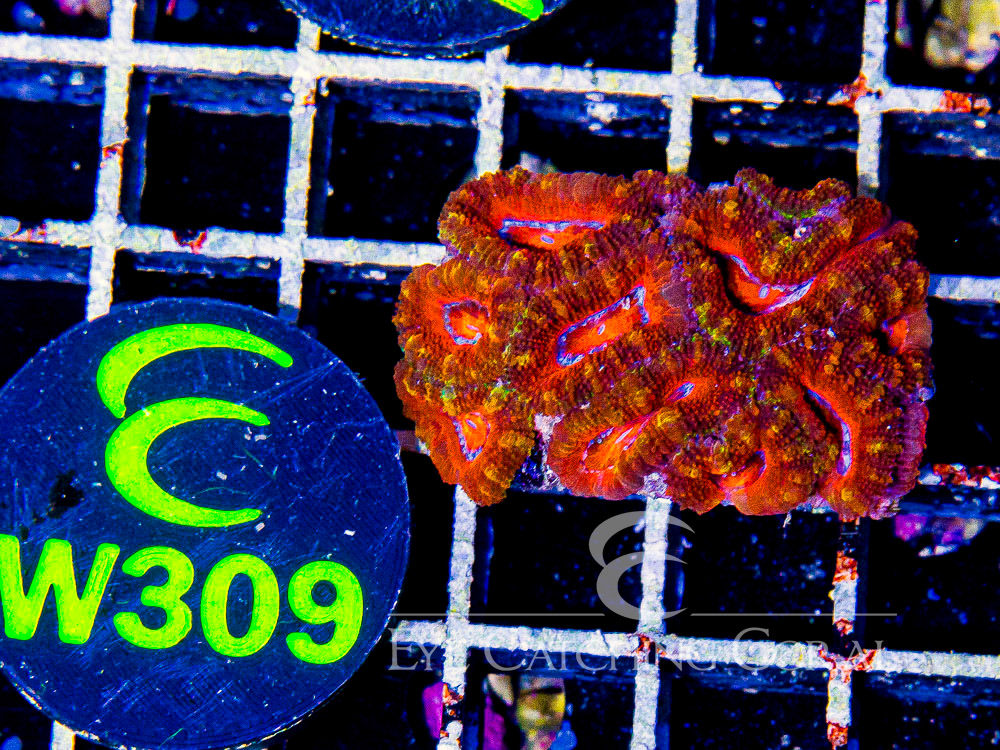 Aussie Acan Lord Rainbow or Super Ultra XS - Disc W309