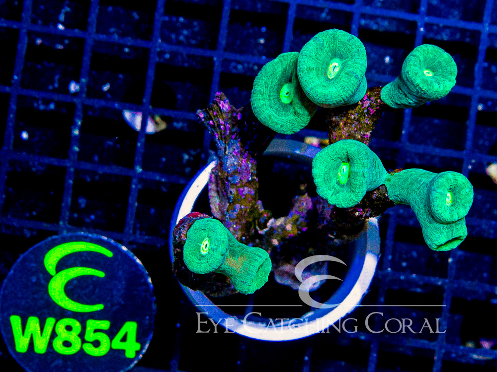 Aussie Green Candy Cane M - Disc W854