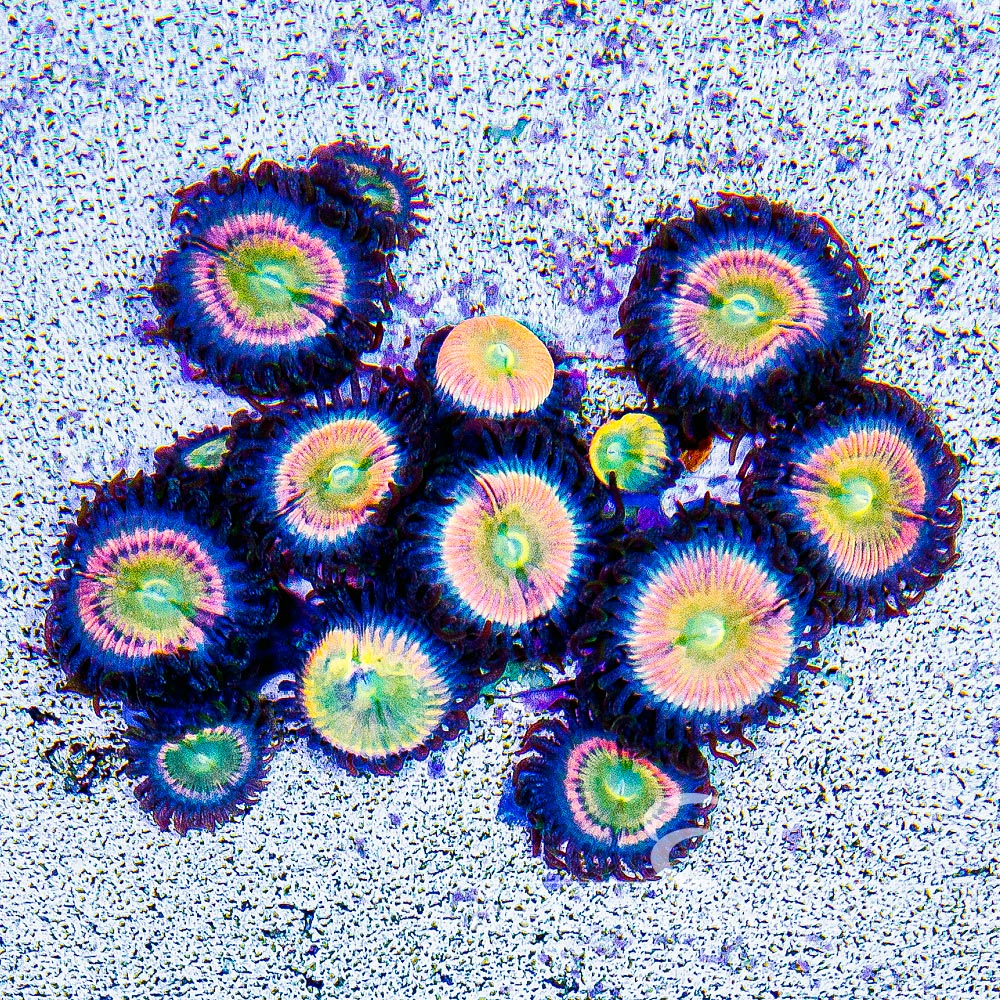ECC Tangerang Zoanthid Frag (2+ Polyp Average)