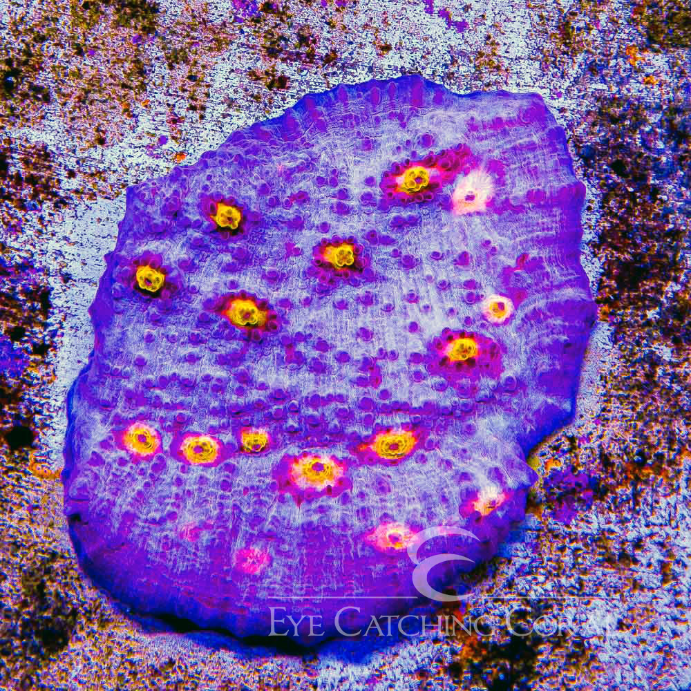 ECC Galaxy Edge Chalice Frag