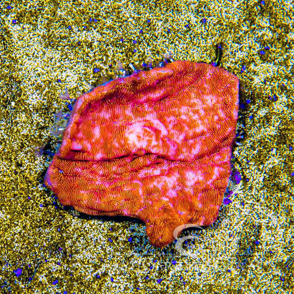ECC Orange Crush Leptoseris Frag