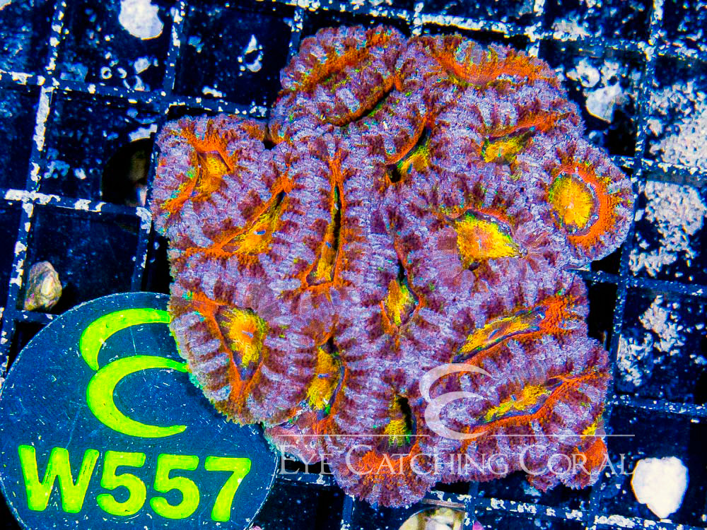 Aussie Acan Lord Rainbow or Super Ultra S - Disc W557