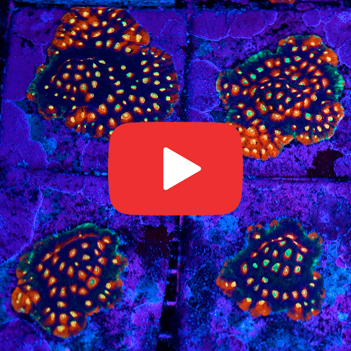 ECC Sonic Boom Favites Frag