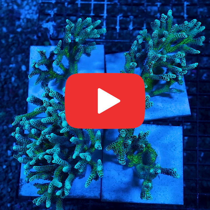 ECC Lemon Lime Birdsnest Frag