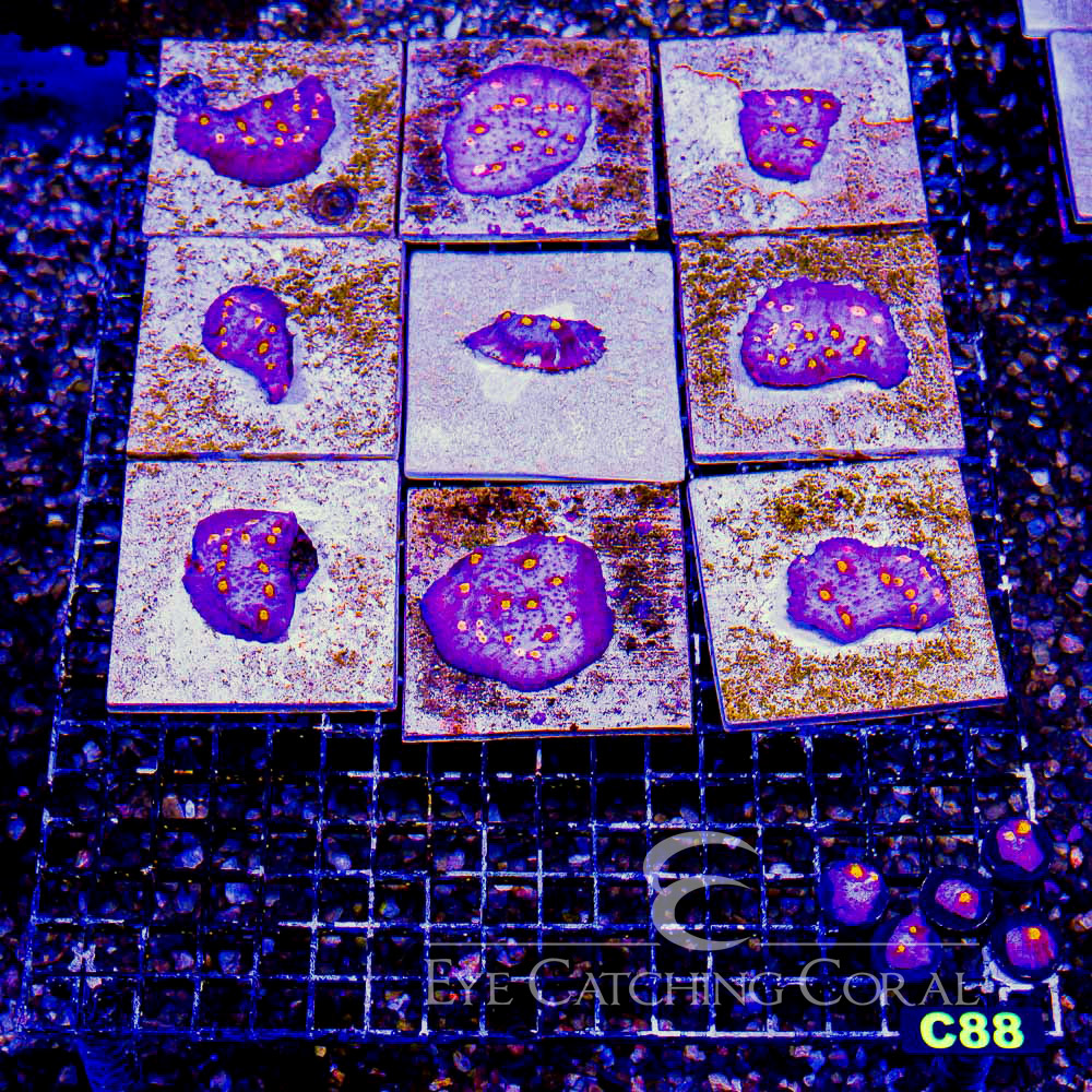 ECC Galaxy Edge Chalice Frag