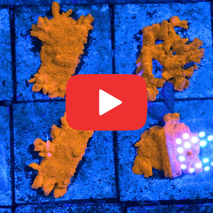 ECC Chain Lightning Montipora Setosa Frag