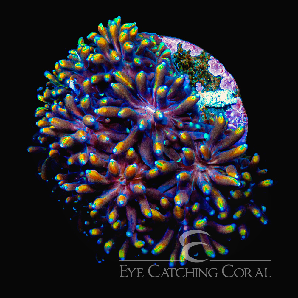 ECC Orange Passion Galaxea Frag