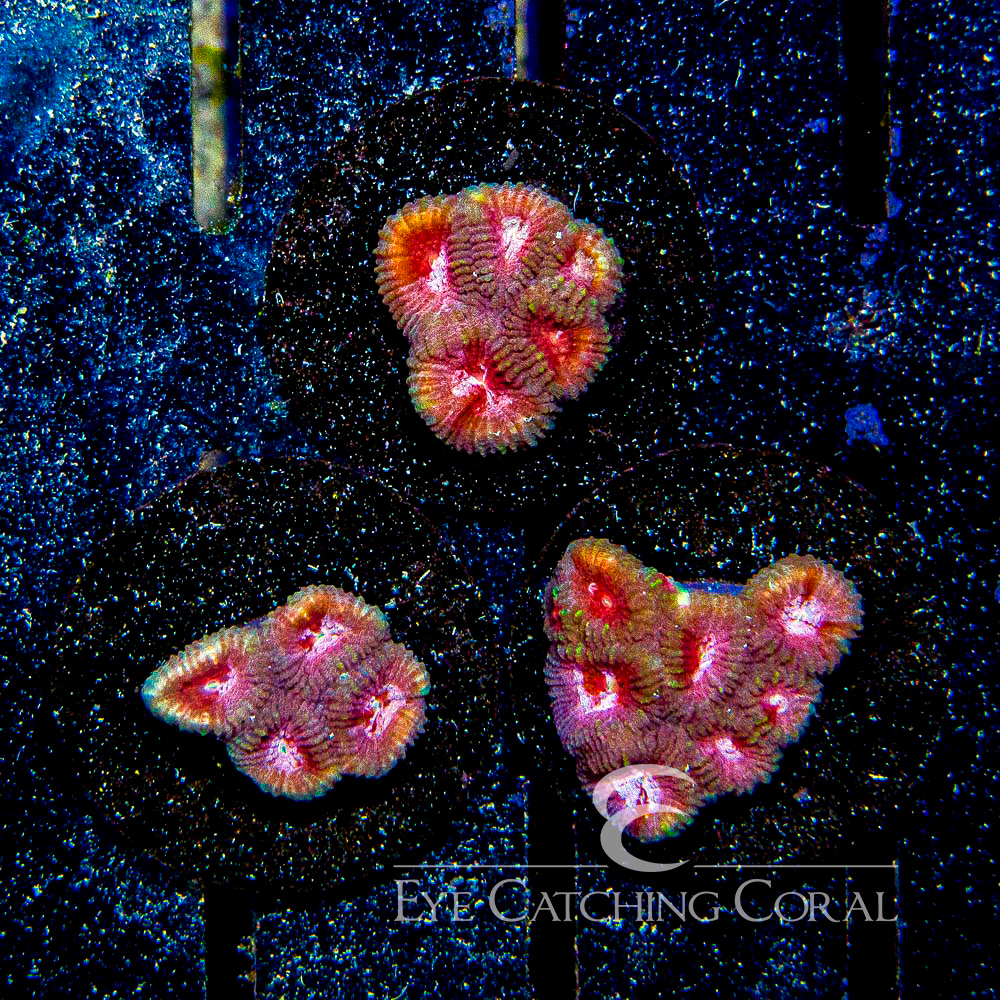 ECC Reality Fracture Favia Frag