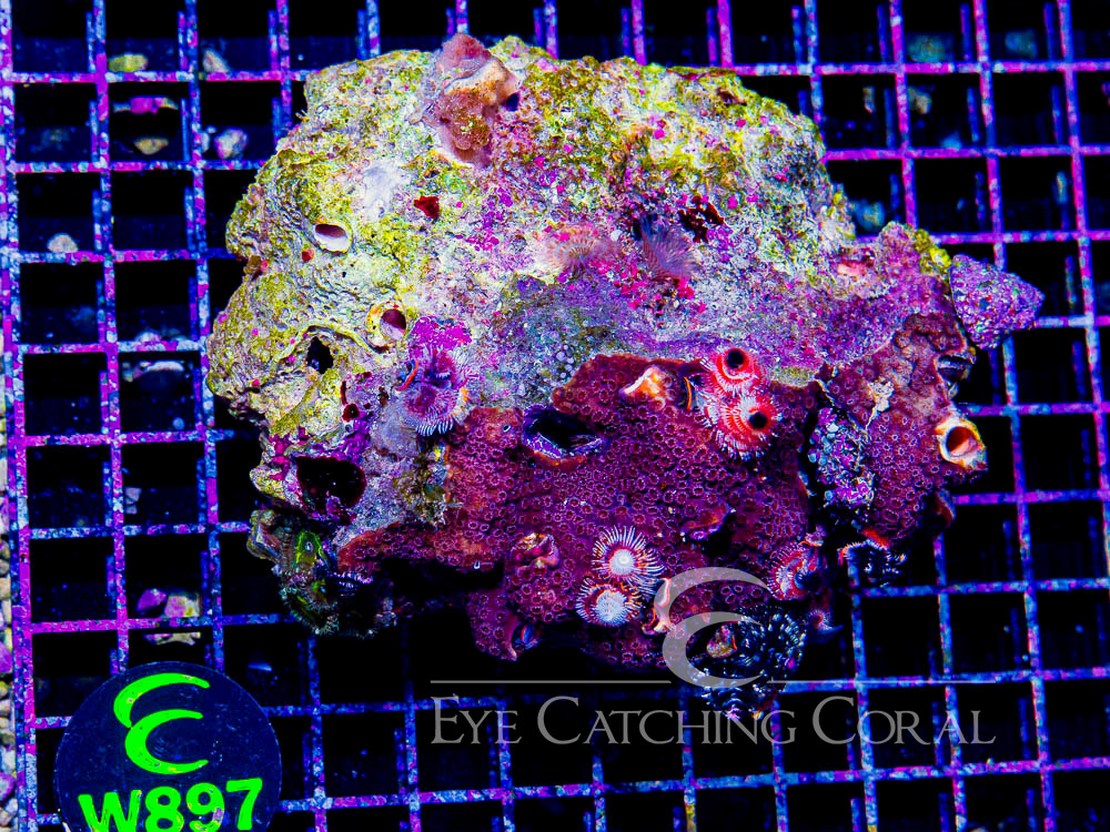 Aussie Christmas Tree Worm on Rock XL - Disc W897