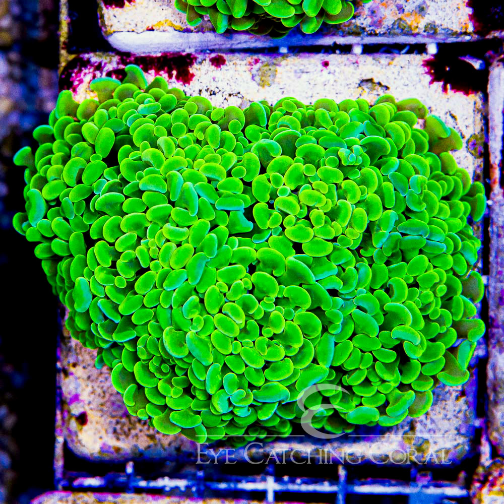ECC Sour Apple Branching Hammer Frag