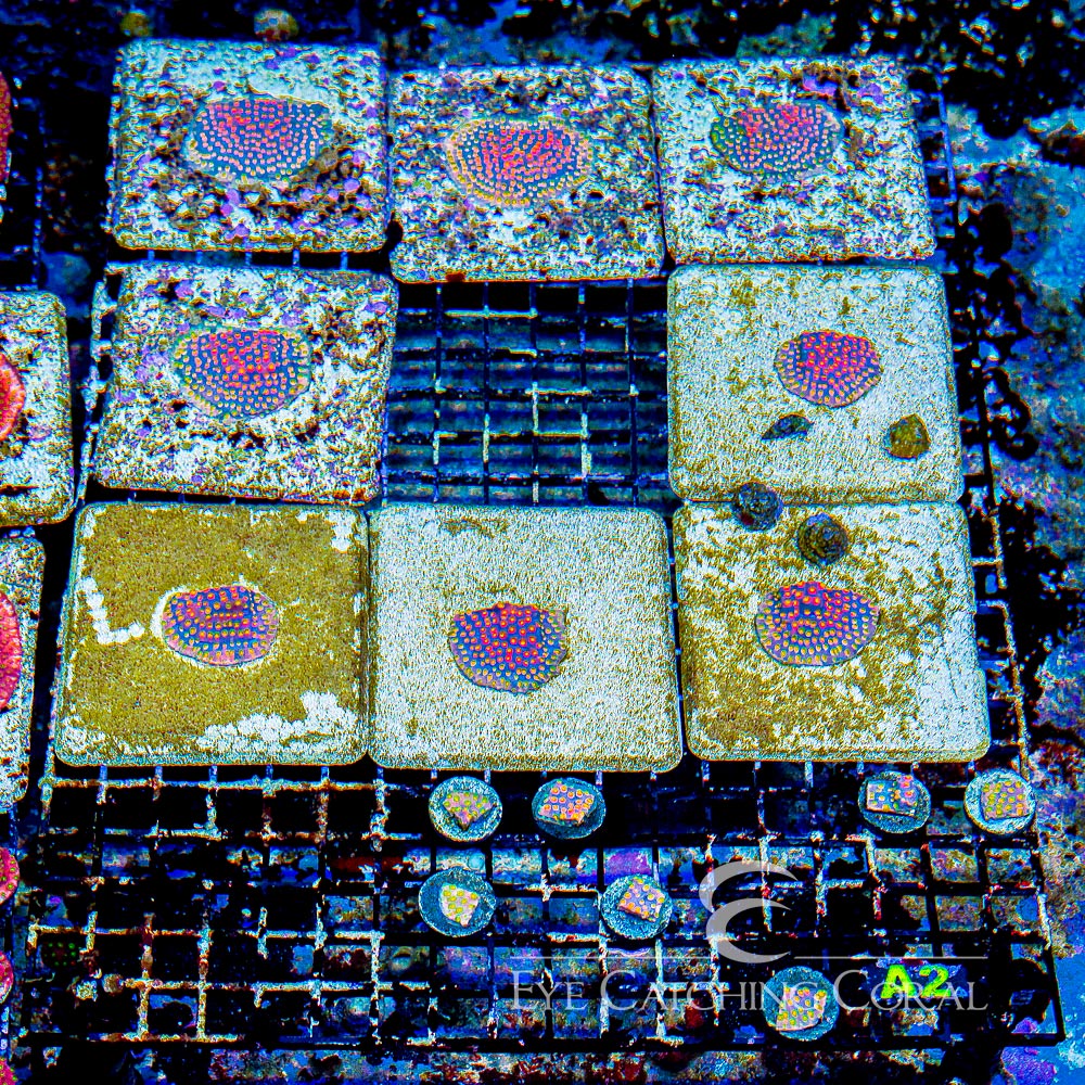 Jason Fox Techno Cyphastrea Frag