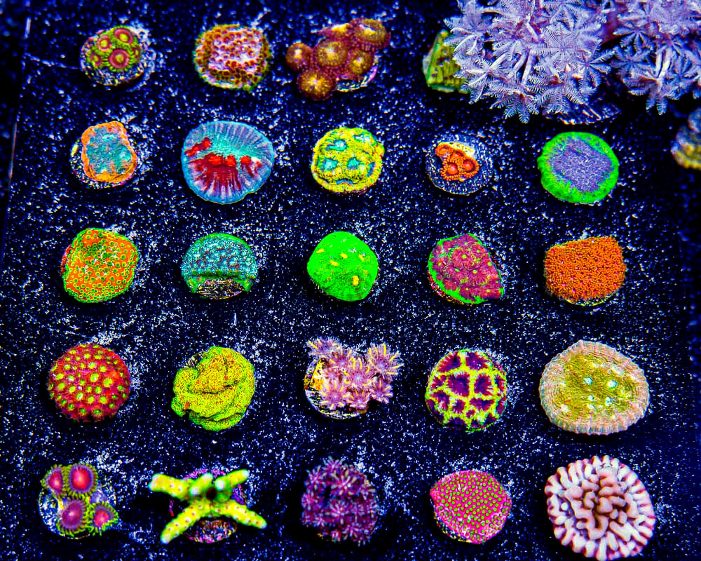 ECC Assorted Aquacultured Coral Frag Pack