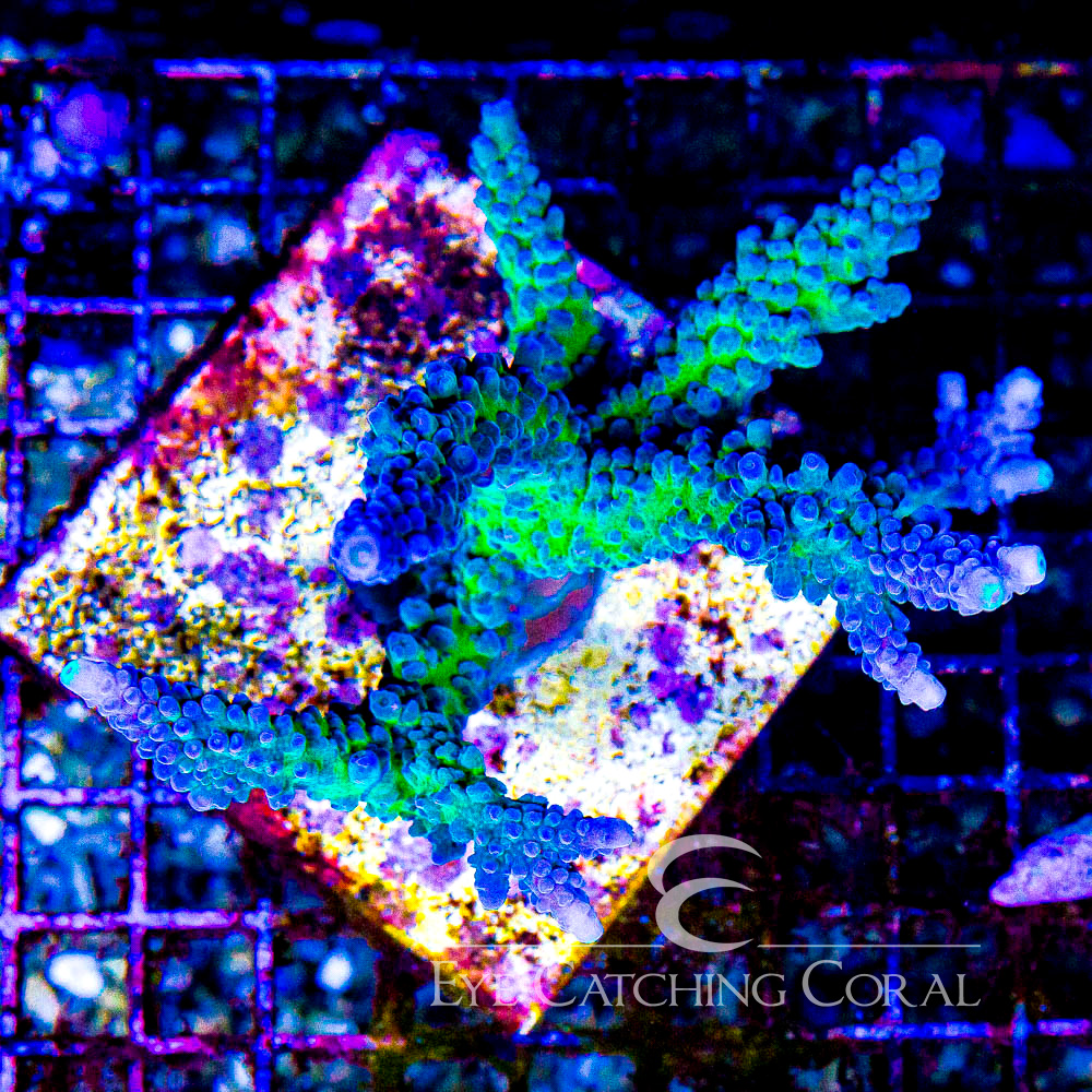 ECC Yellow Tip Acropora Frag