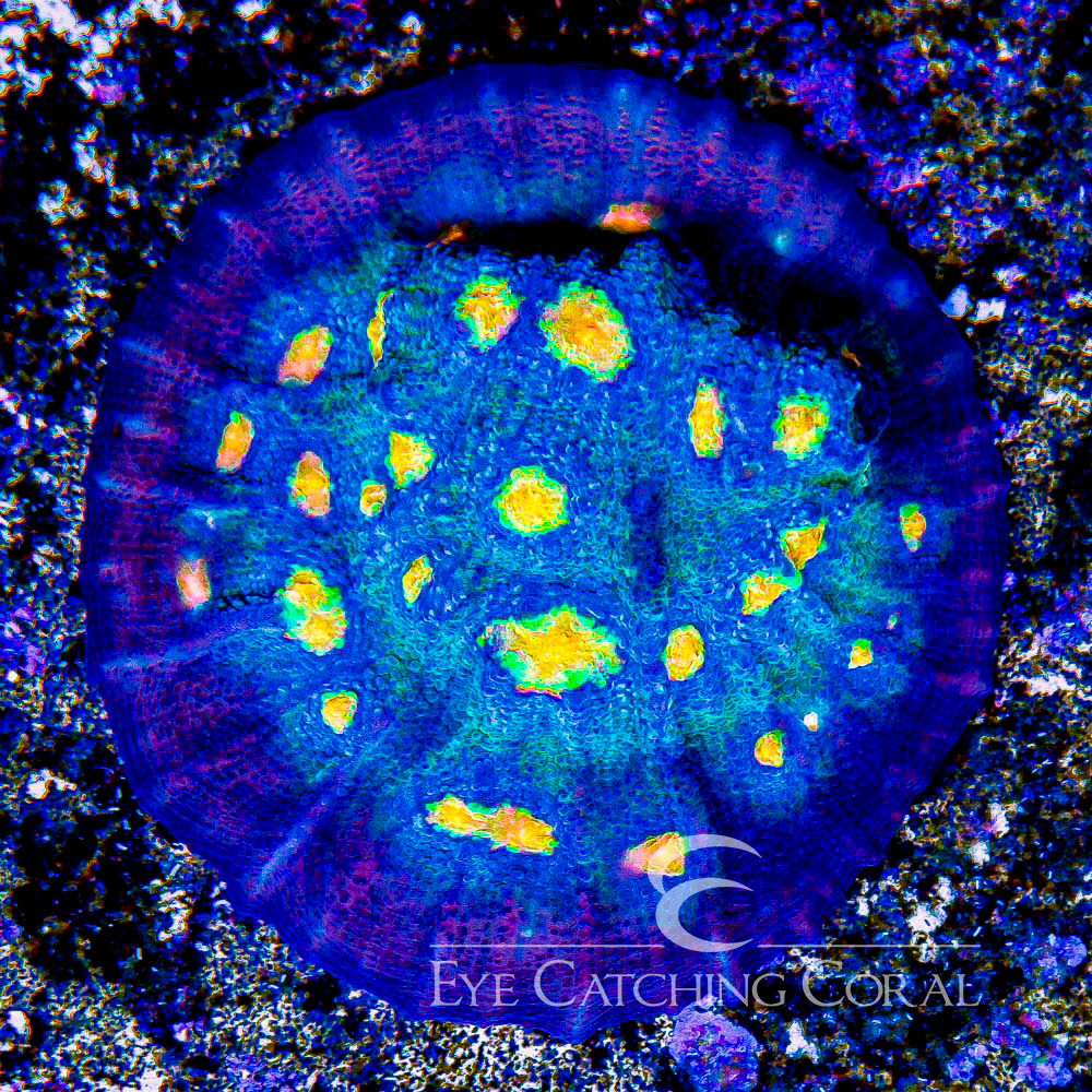 ECC Sea King Chalice Frag