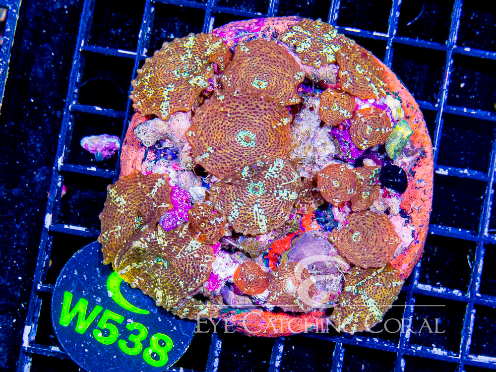 Indo Disco Mushroom Leopard Skin XL - Disc W538