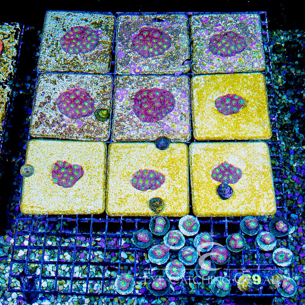 ECC Blind Eye Blastomussa Merletti Frag