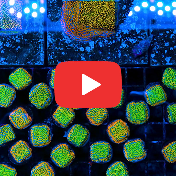 ECC Confused Rainbow Montipora Frag
