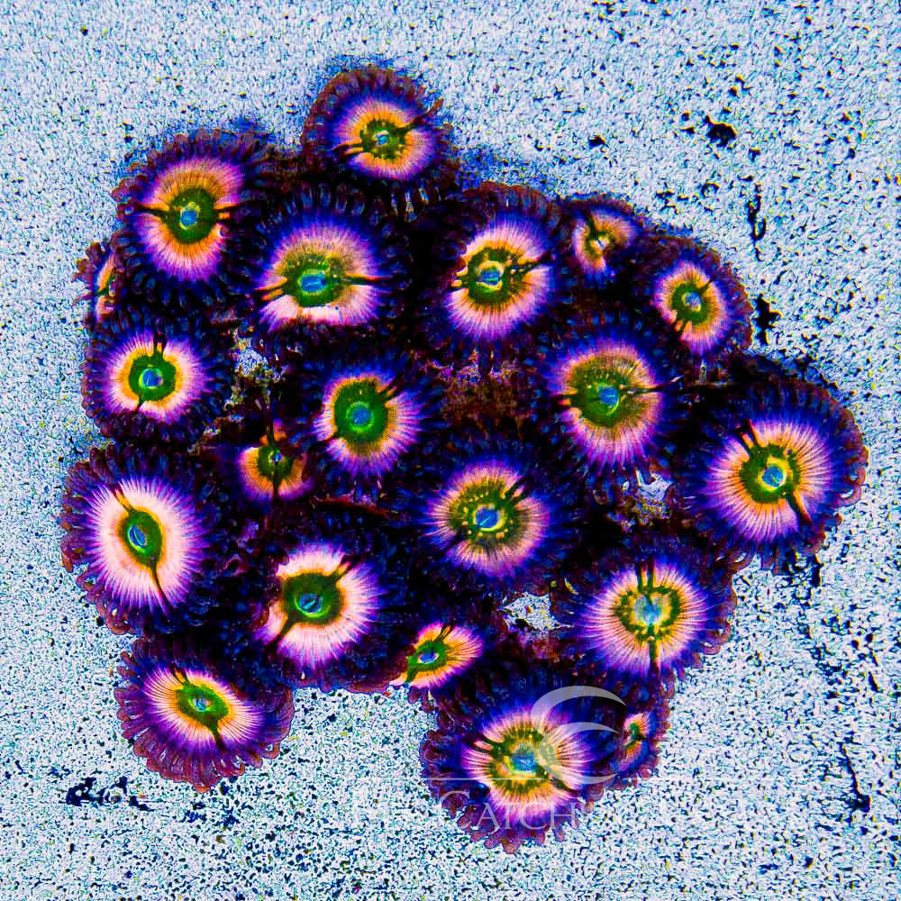 ECC Perennial Dance Zoanthid Frag (2+ Polyp Average)