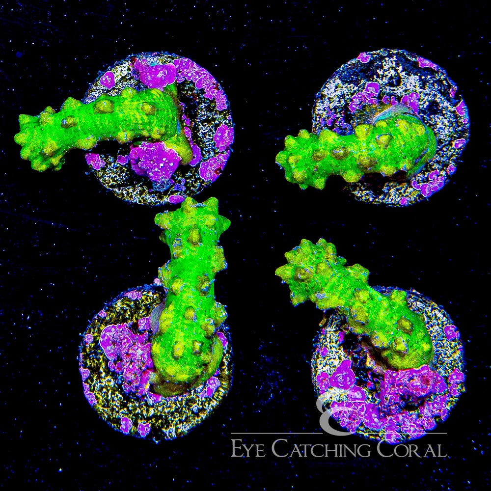 ECC Alien Brain Snake Polyp Frag Aquacultured Frags Eye Catching Coral