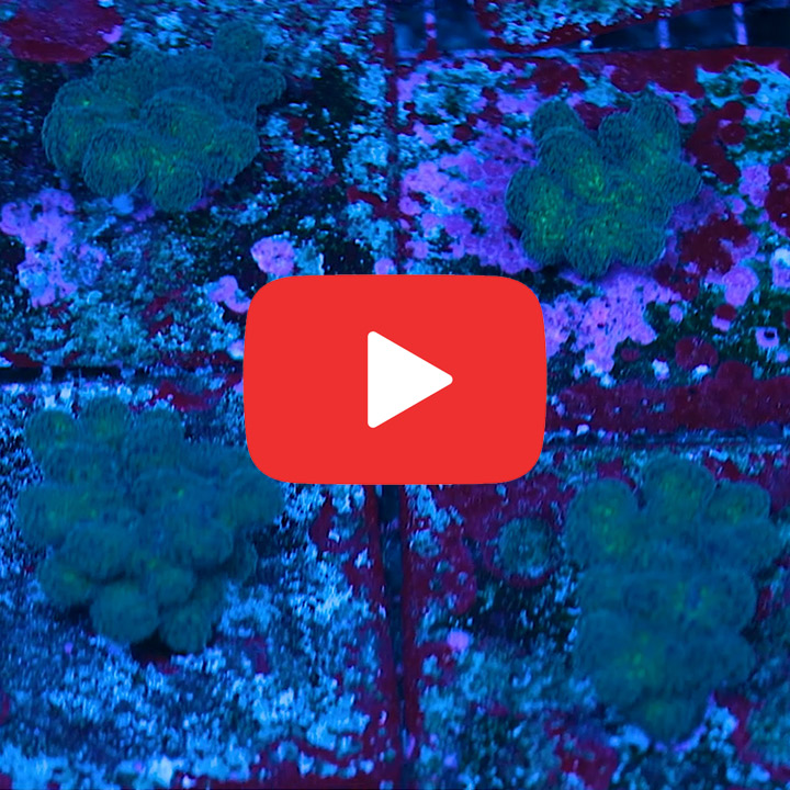 Tidal Gardens OG Tyree Rainbow Stylophora Frag