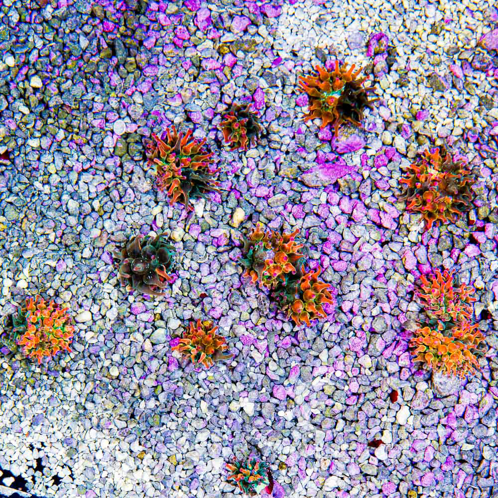 ECC Nexus Burst Bubble Tip Anemone