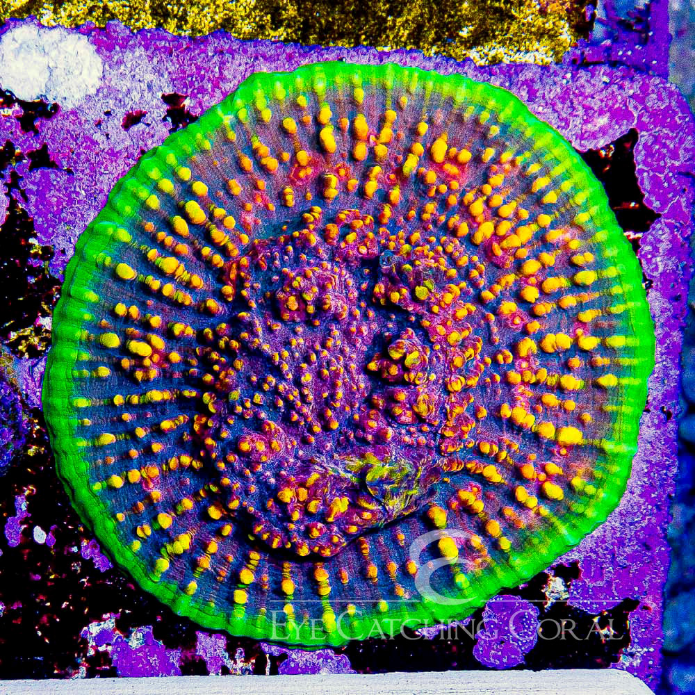 ECC Chalice Borealis Frag
