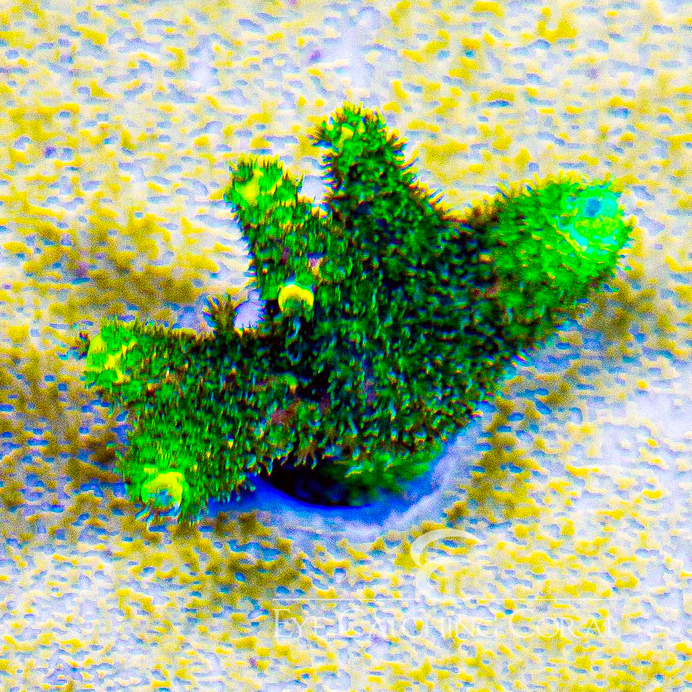 ECC Rainbow Splice Green Side
