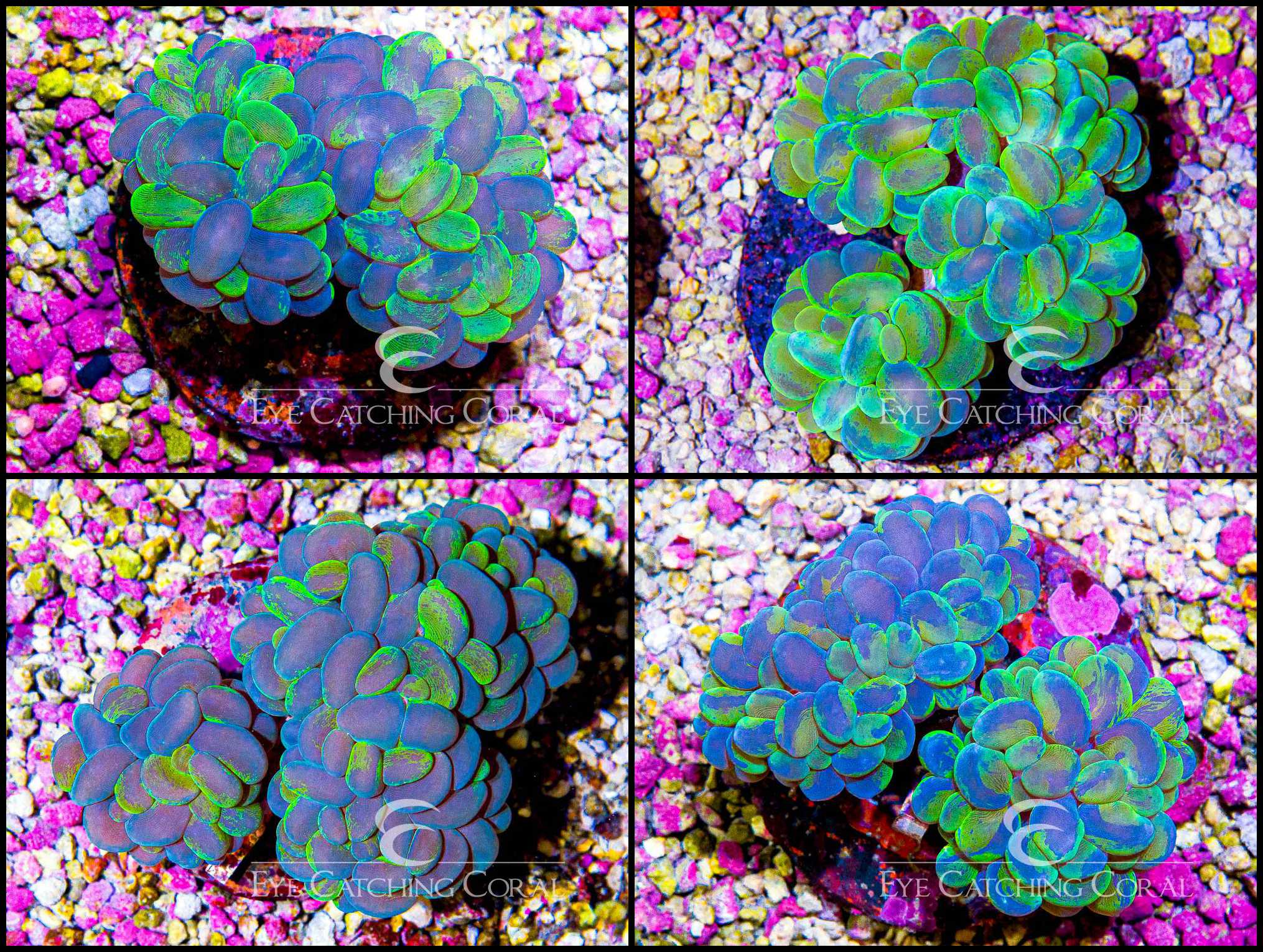 Branching Bubble Coral Splatter