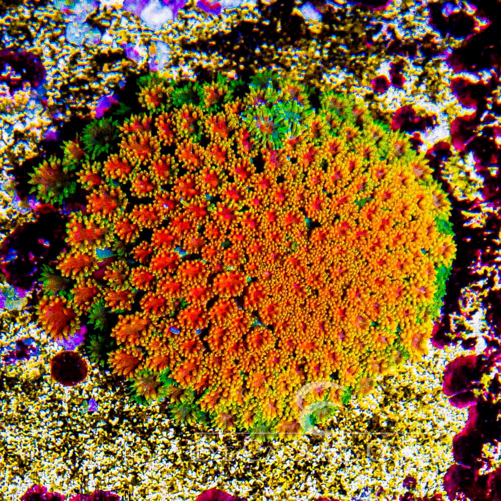 ECC Burning Sunset Goniopora Frag