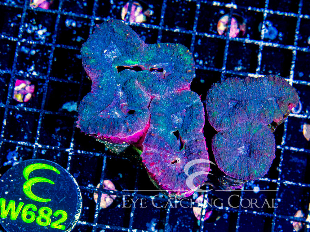 Aussie Lobo Colored M - Disc W682