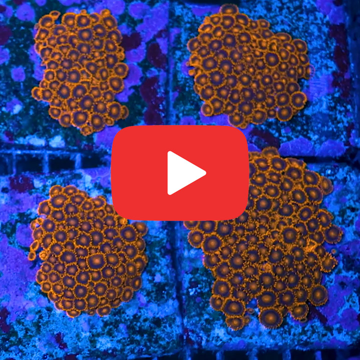 ECC Bam Bam Zoanthid Frag (4+ Polyp Average)
