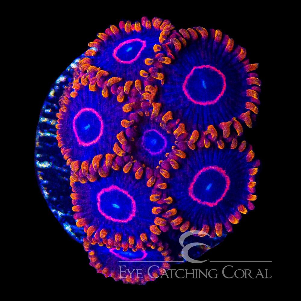 ECC Red Hornet Zoanthid Frag (4+ Polyp Average)