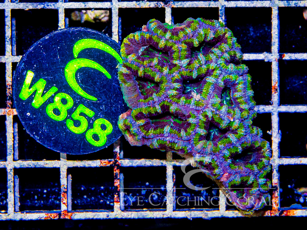 Aussie Acan Lord Rainbow or Super Ultra XS - Disc W858