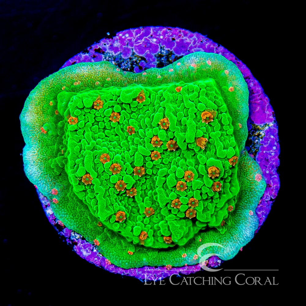 ECC Seasons Greetings Montipora Frag