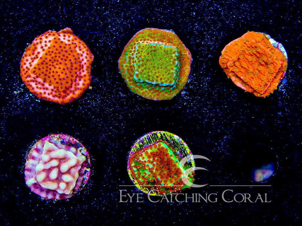 ECC Assorted Montipora Aquacultured Coral Frag Pack