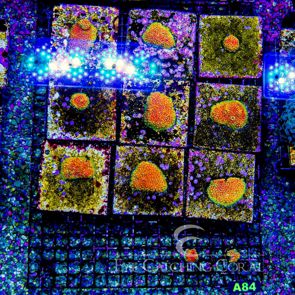 ECC Rainbow Fusion Short Polyp Goniopora Frag