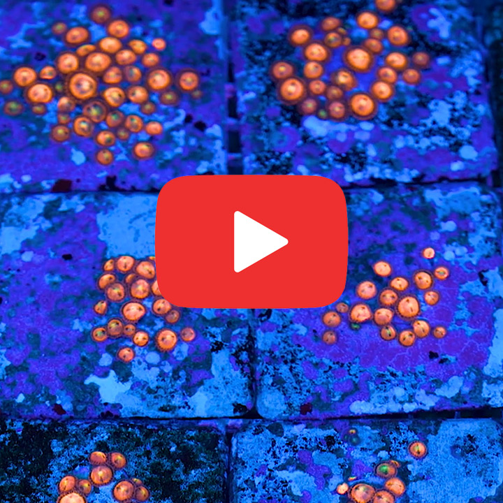 WWC Halle Berry Palythoa Frag (4+ Polyp Average)