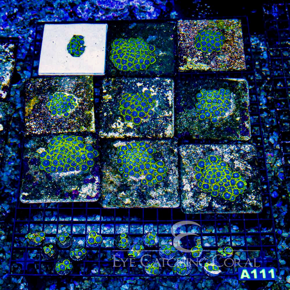 ECC Blueberry Haze Zoanthid Frag (4+ Polyp Average)