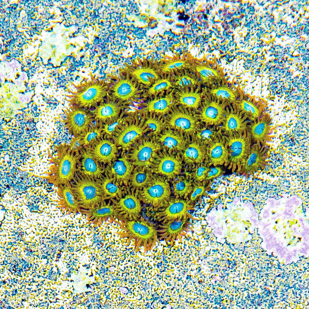 ECC Pikachu Zoa Frag (4+ Polyp Average)