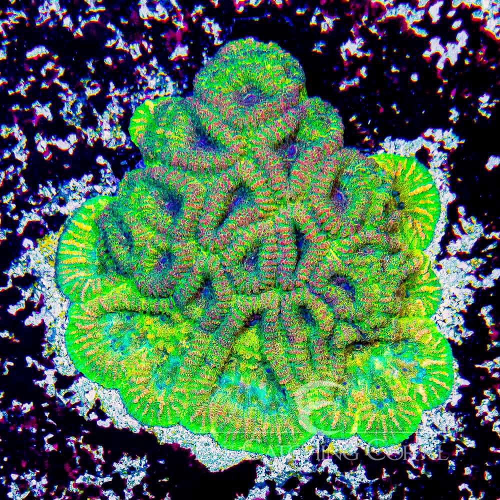 ECC Gold Rush Favia Frag