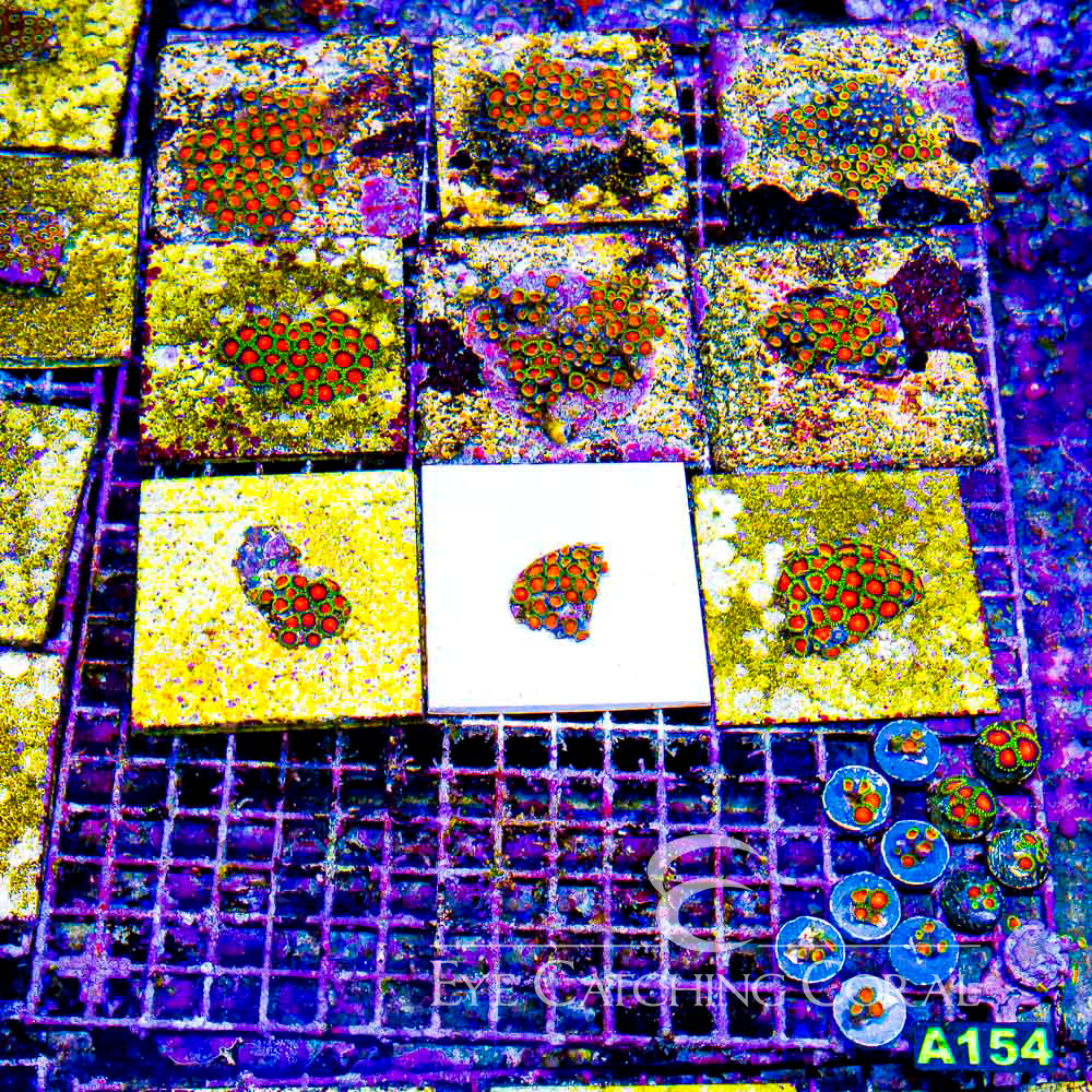 ECC Hyper Color Zoanthid Frag (4+ Polyp Average)