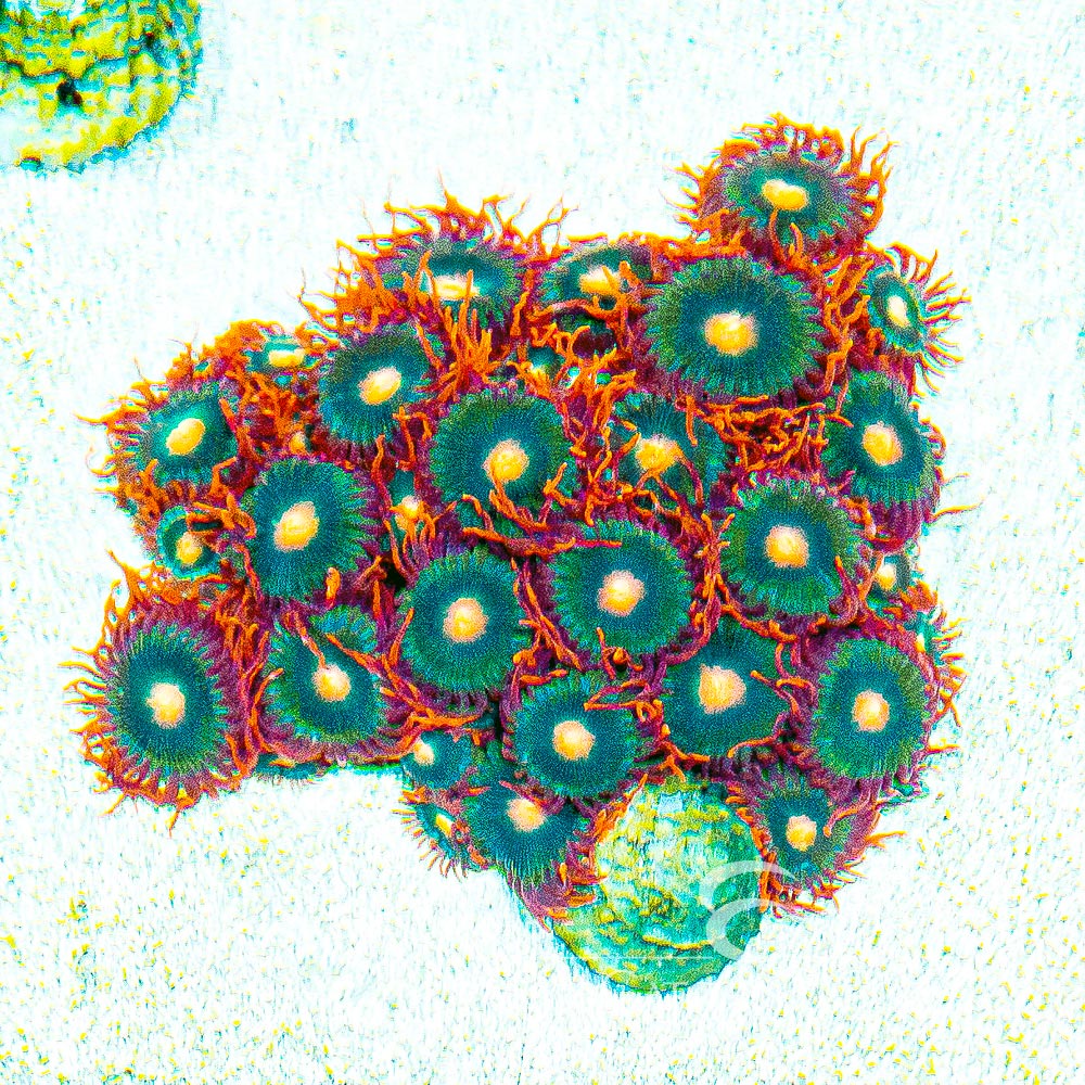 ECC Gatorade Zoanthid Frag (4+ Polyp Average)