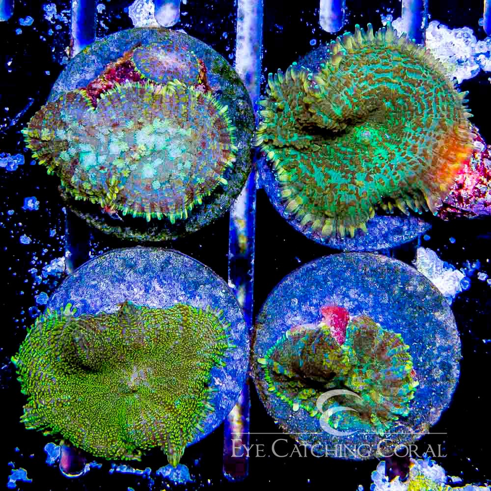 Green Rhodactis Mushroom Frag