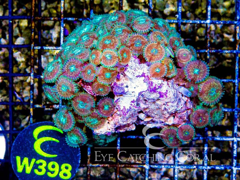 Indo Zoanthid Ultra (Sorted by Size & Color) Level 6 - Disc W398