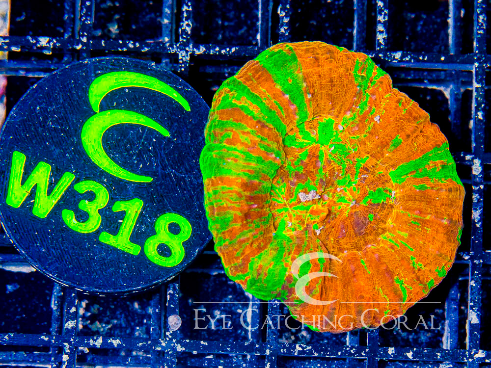 Aussie Scoly Super Ultra or Unique L - Disc W318