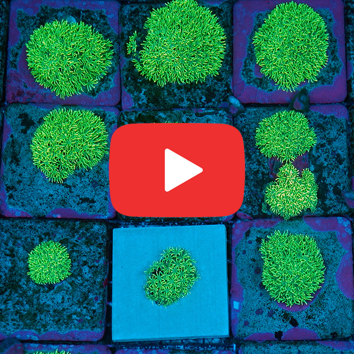 ECC Emerald Grove Green Star Polyp Frag