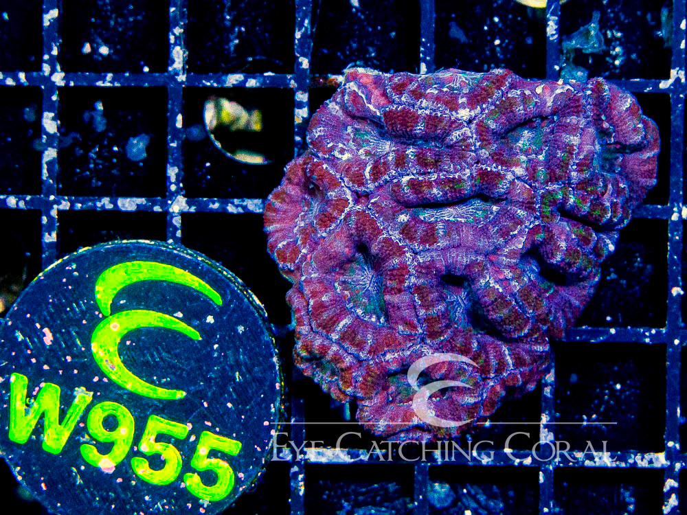 Aussie Acan Lord Neon Green XXS - Disc W955